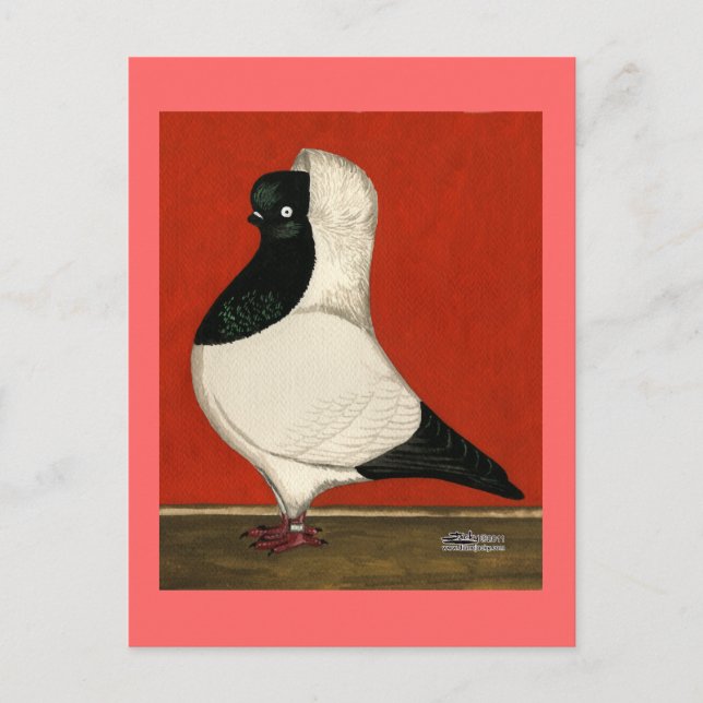 Black Nun Pigeon Postcard (Front)