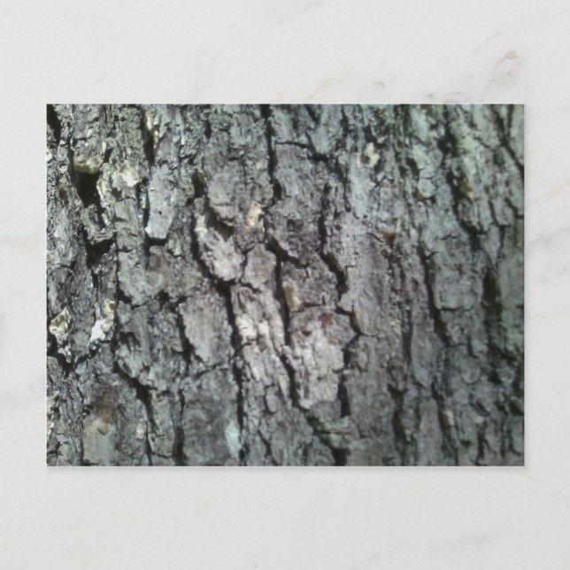 Black Oak Tree Bark Postcard (Front)