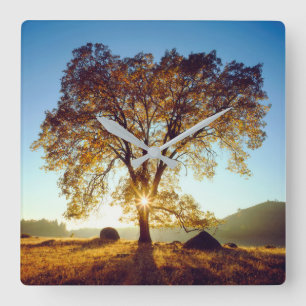 Black Oak Trees Cleveland National Forest, CA Square Wall Clock