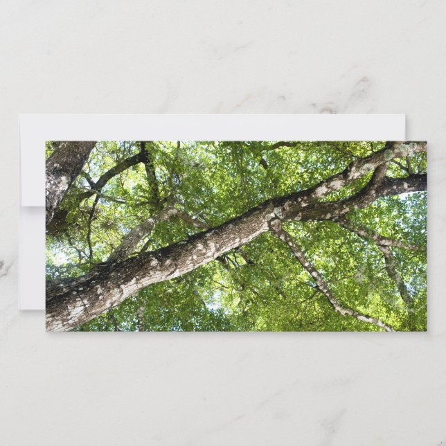 BLack Olive Tree Canopy (Front)