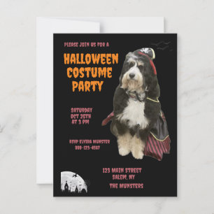 Black & Orange Dog in Pirate Costume Party Postcard