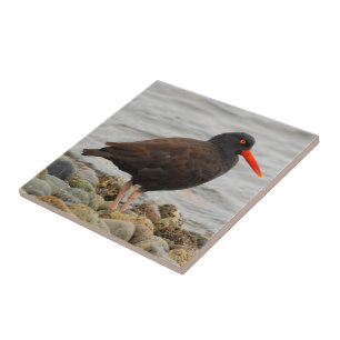 Black Oystercatcher at the Beach Tile
