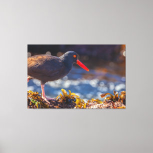 Black Oystercatcher Canvas Print
