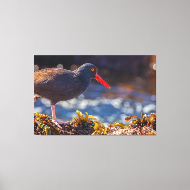Black Oystercatcher Canvas Print (Front)