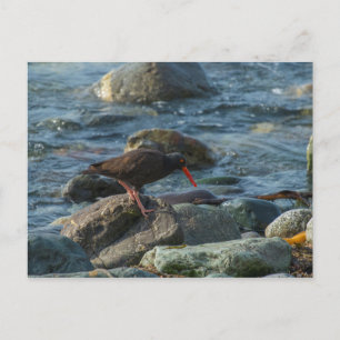 Black Oystercatcher Postcard