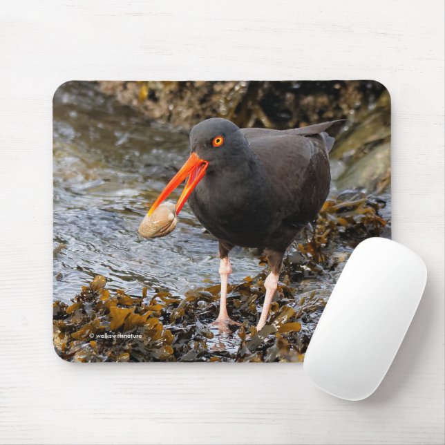 Black Oystercatcher Shorebird Fishing at the Beach Mouse Mat (With Mouse)
