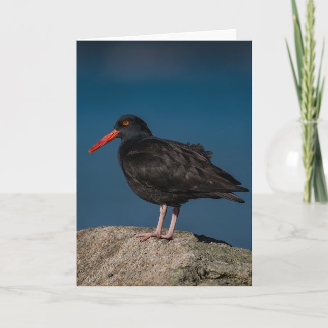 Black Oystercatcher Thank You Card (Front)