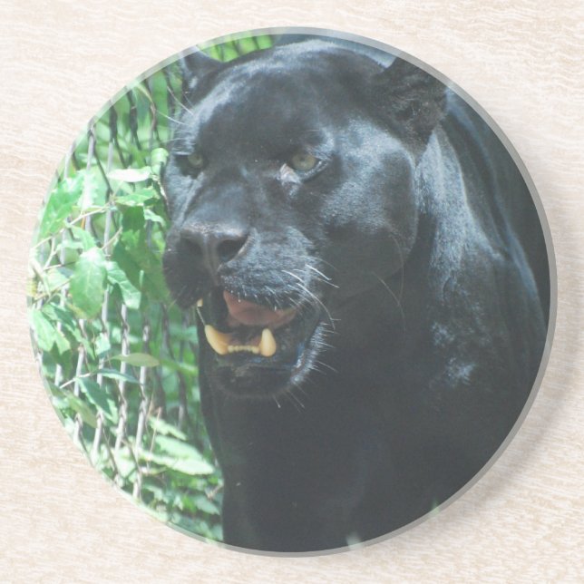 Black Panther Cat Coaster (Front)