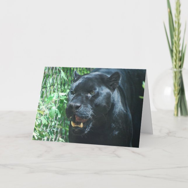 Black Panther Cat  Greeting Card (Front)