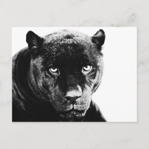Black Panther Jaguar Postcard