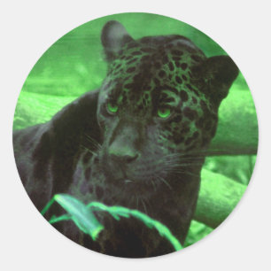 Black Panther Jaquar on Green Classic Round Sticker