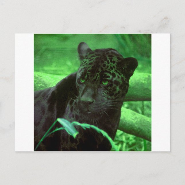Black Panther Jaquar on Green Postcard (Front)