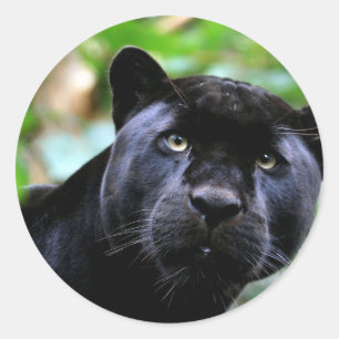 Black Panther Macro Classic Round Sticker