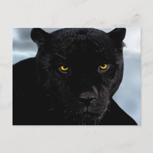 Black Panther Panthera Postcard (Front)
