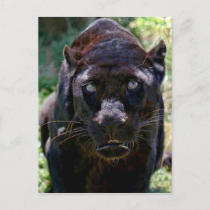 Black Panther Postcard