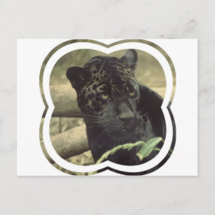 Black Panther Postcard