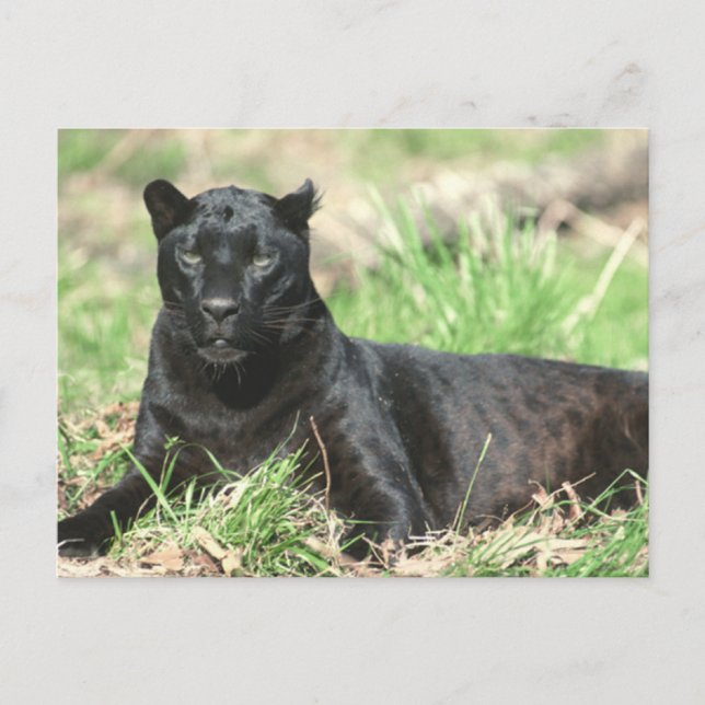 Black Panther Postcard (Front)