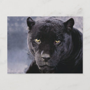 Black Panther Postcard