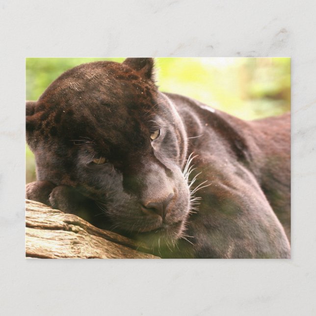 Black Panther Sleeping Postcard (Front)