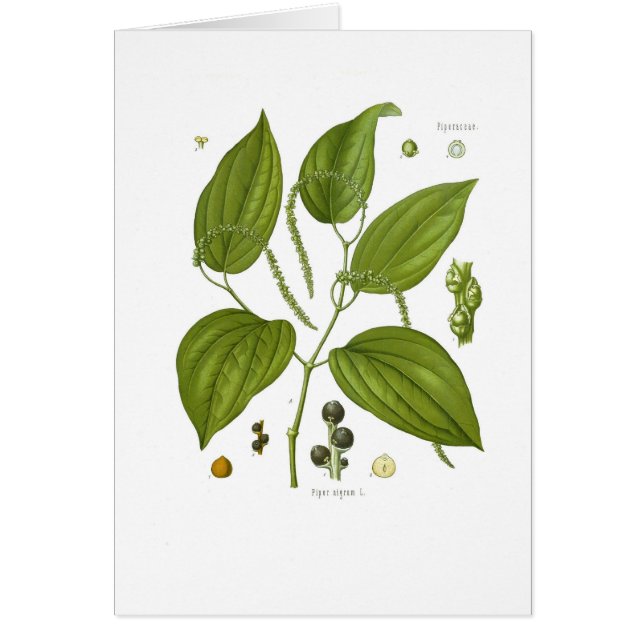 Black Pepper (Front)