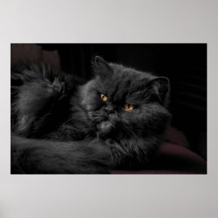 Black Persian Cat Poster