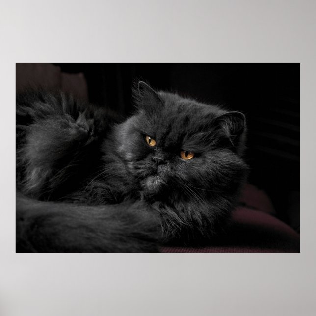 Black Persian Cat Poster (Front)