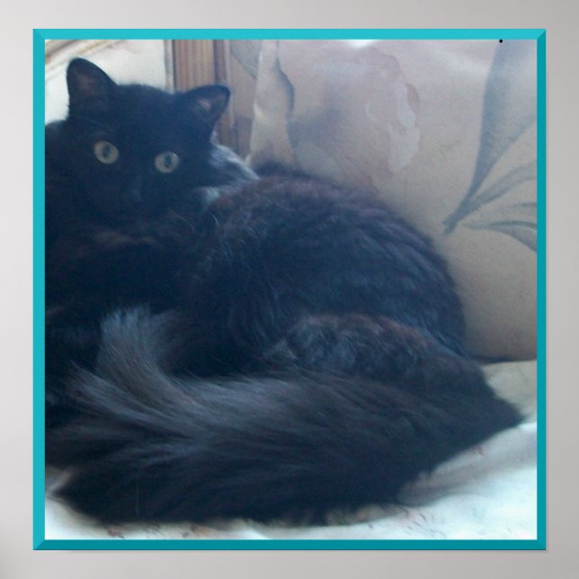 Black Persian Cat Poster (Front)
