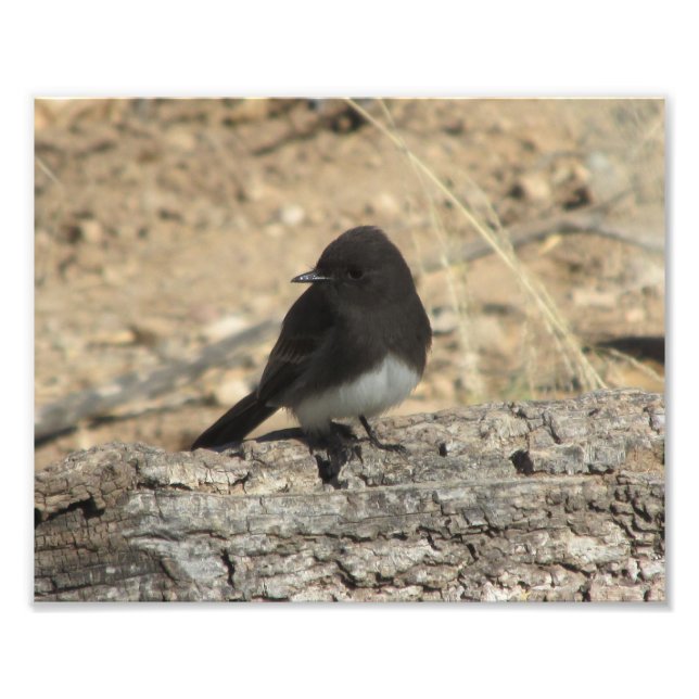 Black Phoebe Custom 10" x 8" Photo Enlargement Print (Front)