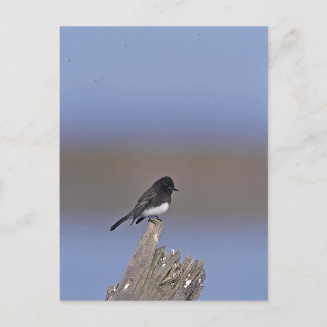 Black Phoebe Postcard (Front)