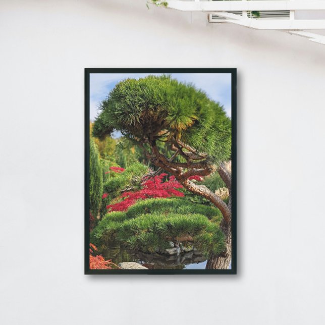Black Pine and Red Japanese Maple Tree Poster (In Situ)