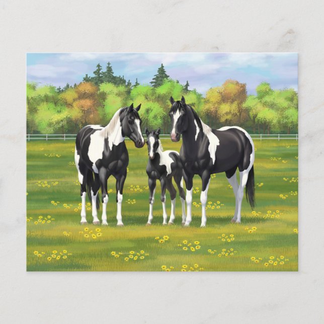 Black Pinto Paint Quarter Horses In Summer Pasture (Front)