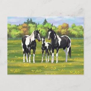 Black Pinto Paint Quarter Horses In Summer Pasture Postcard
