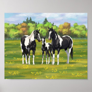 Black Pinto Paint Quarter Horses In Summer Pasture Poster