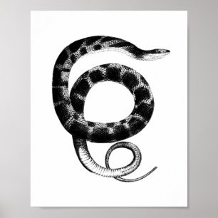 Black plain-bellied water snake poster