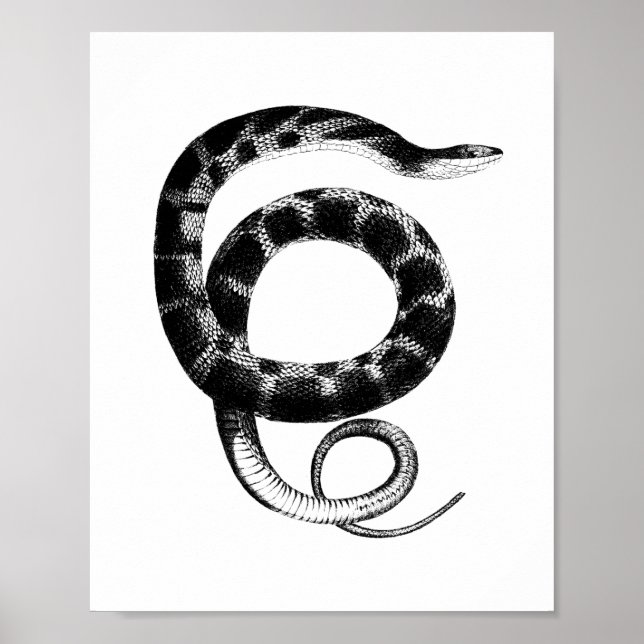 Black plain-bellied water snake poster (Front)
