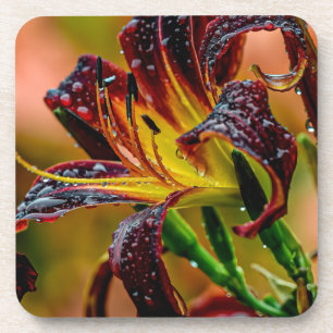 "Black Plush" Daylily Coaster