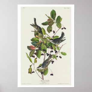Black-poll Warbler by Audubon Poster