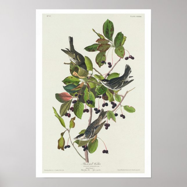 Black-poll Warbler by Audubon Poster (Front)