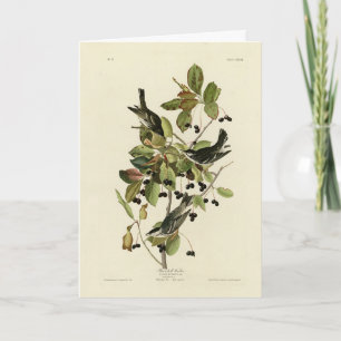 Black-poll Warbler from Audubon's Birds of America Card