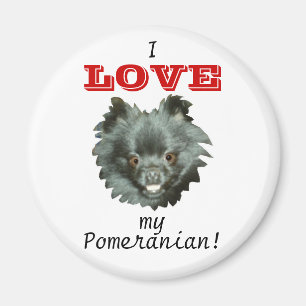 Black Pomeranian-I LOVE my Pomeranian! Magnet