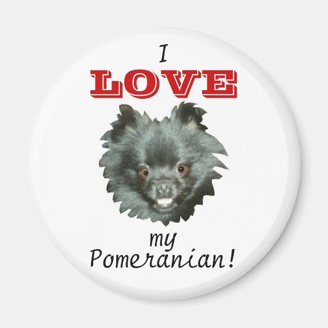 Black Pomeranian-I LOVE my Pomeranian! Magnet (Front)