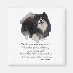 Black Pomeranian Keepsake Magnet