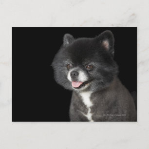 Black Pomeranian looking to the left Postcard