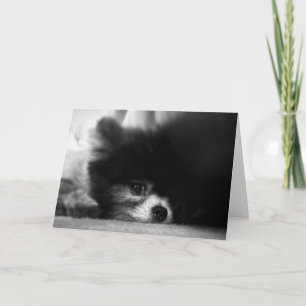 Black Pomeranian Portrait Card