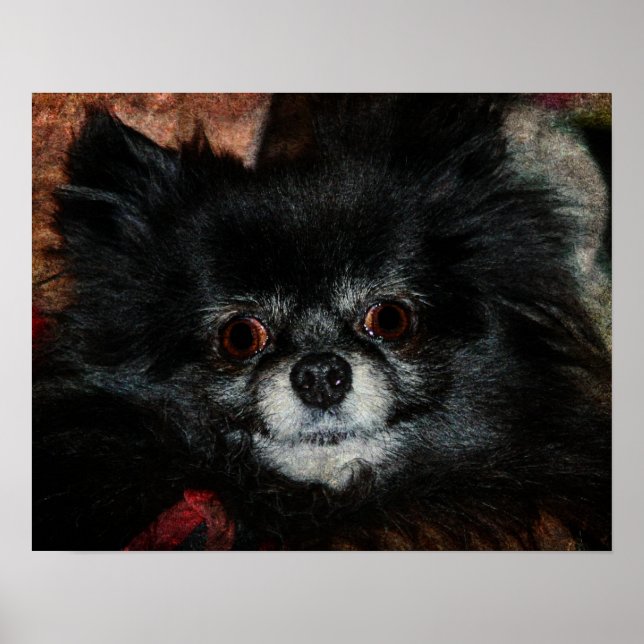 Black Pomeranian Poster (Front)