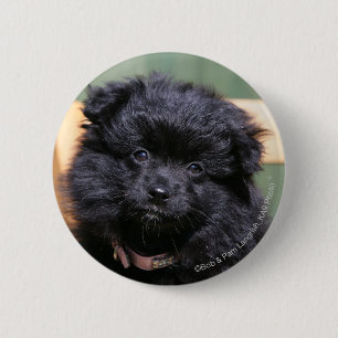Black Pomeranian Puppy 6 Cm Round Badge