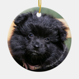 Black Pomeranian Puppy Ceramic Tree Decoration