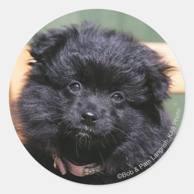Black Pomeranian Puppy Classic Round Sticker (Front)