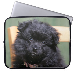 Black Pomeranian Puppy Laptop Sleeve