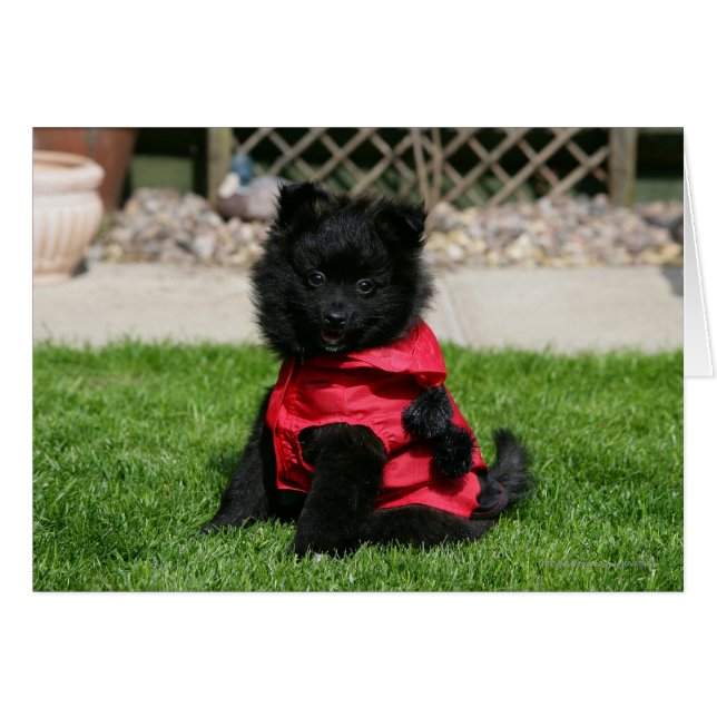 Black Pomeranian Puppy Looking at Camera (Front Horizontal)